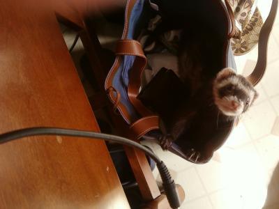 Bonnie...digging in my bag...her favorite thing. LOL