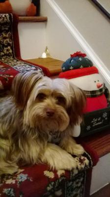 Teddy Bear
