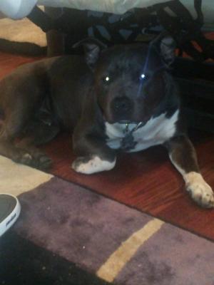 CHULO (1 YEAR OLD PIT BULL)