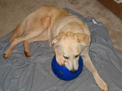 Abby chewing on it