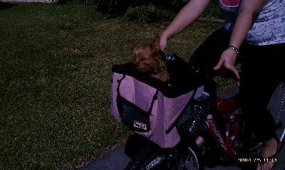 bella and her basket!