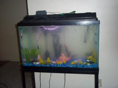 My 30 gallon freshwater tank