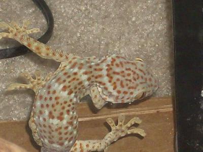 Geico the Tokay Gecko!