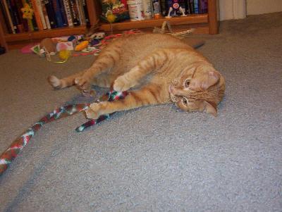 Pumpkin playing with her Cat Charmer toy