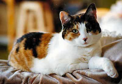 My Calico!