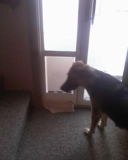 Mickie LOVES her door!