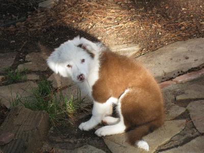 Snap the Border Collie