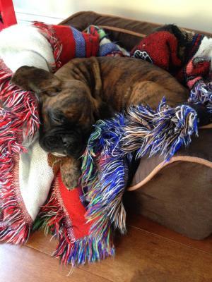 Marcel in the Snoozer