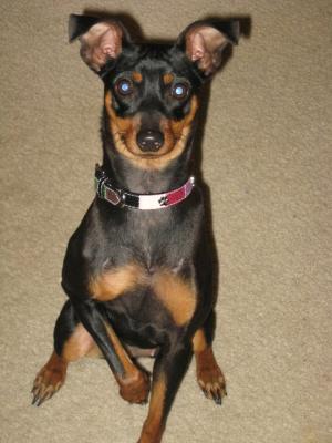 Look how Happy Petco and Blue Buffalo made this little girl!