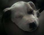 Bella Mia Beagel mix