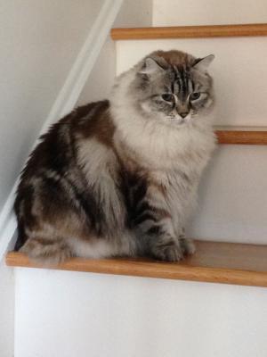 ambellina - beautiful fur!
