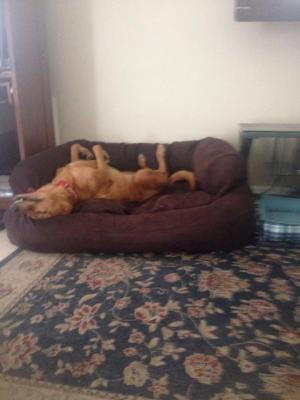 Dyna Dog