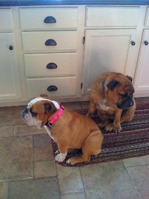 My babies are so content thanks to Wellness