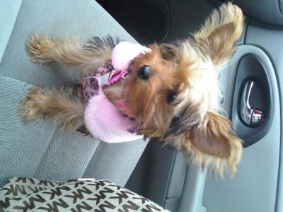 Baby my teacup yorkie (1.5 yrs old)
