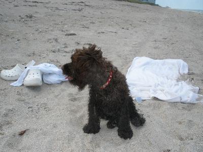 here i am sandy and happy! going to get a bath