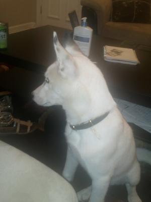 KASPER (5 MONTH OLD HUSKY)