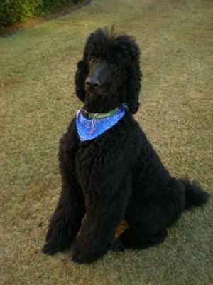 Sam the Standard Poodle the requires Blue Buffalo Fish & Oatmeal Dog Food