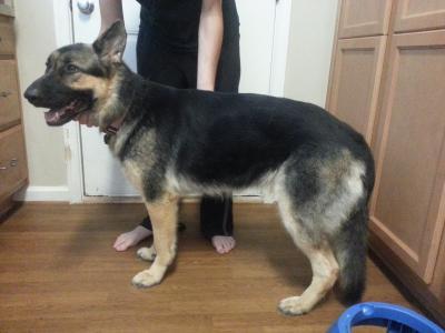 Our German Shepherd, Bella