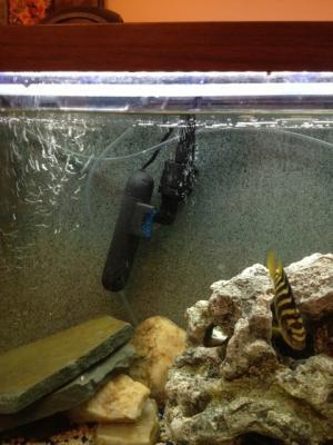 In my 55 gal. tank