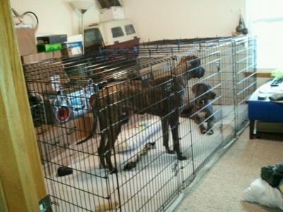 Mega-Kennel