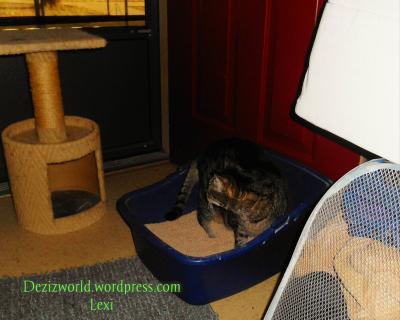 No matter where the box is, the cats will use it.