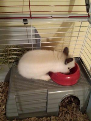 my bun ontop of the hide out that was included in the cage!
