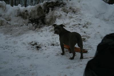 this is my Bella a 5 month old blue bully