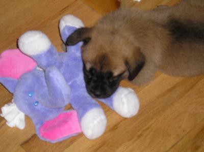 suki the purple elephant