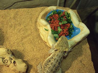 REX eating the food mix(cilantro)