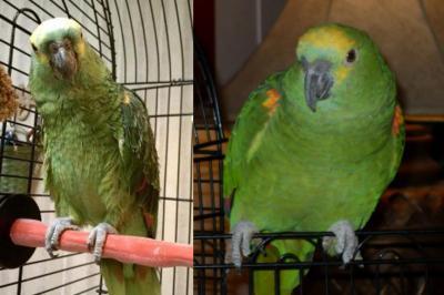 The picture on the left is how my rescued Amazon looked when I got him. He was on an all seed diet (a very seed rich blend) on the right is a picture of him about a month later after being on a diet of Zupreem FruitBlend and Kaytee Fortidiet