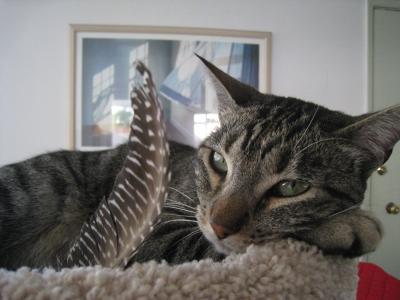 Guarding my birdie!