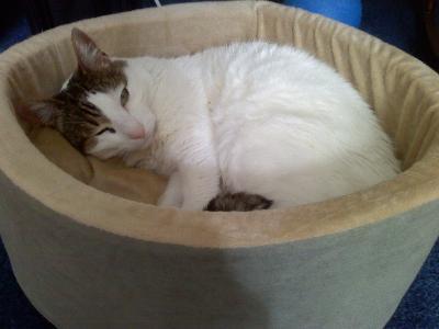 Sleepy Kitty