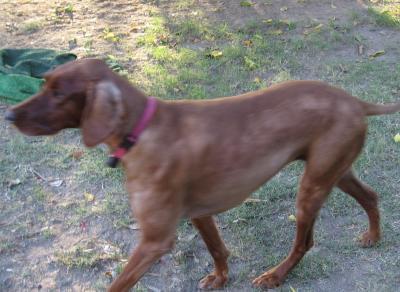 Hurley My Fence Jumper