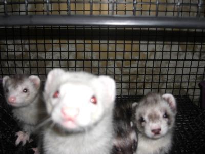 (L-R) Cookie, Sarge, Flower, Sid