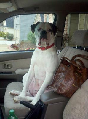 BISCUIT loves to ride!