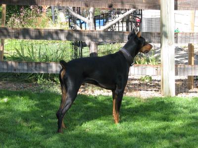 Adult male Doberman healthy and shiny on Wellness CORE Ocean