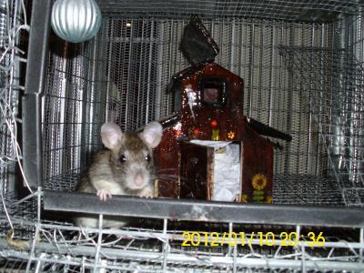 Rattatoille with his custom barn!