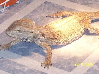 Rescued Draco loving his new light!!!
