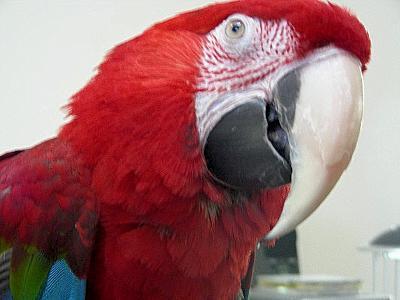 Big Beak