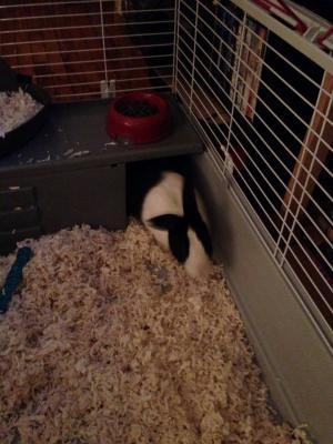 He loves the little hideaway!