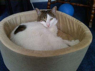 Relaxed Kitty