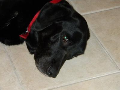 My Geezer Puppy Bubba