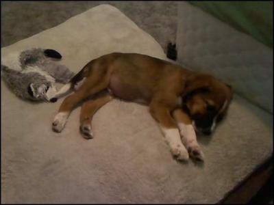 First night home, found the perfect spot to sleep.