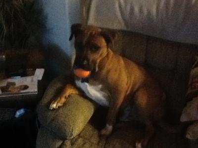 The ball hog