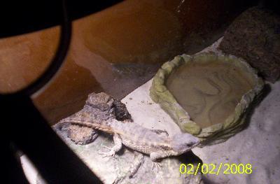 My lizard enjoying the heat of the lamp.