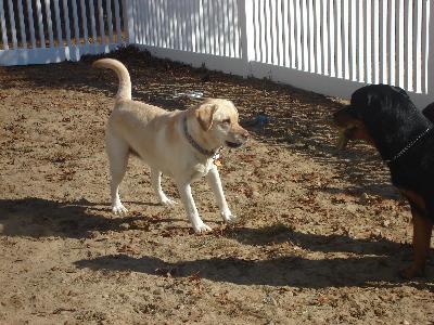 Portia (5 yr old Yellow Lab)