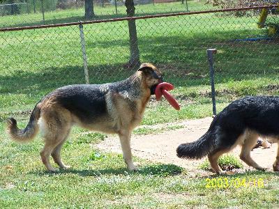 Sarge with 2 frisbees