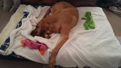 Georgia snoozing comfortably on her "Super Snoozer"