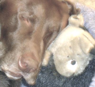 Zaphod, sleeping with Hedgey