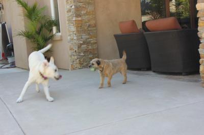 GRRRUUFF!!! Havin fun